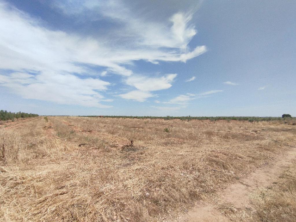 CAMINO POZO DE LOS CARNEROS. MEMBRILLA (Membrilla)