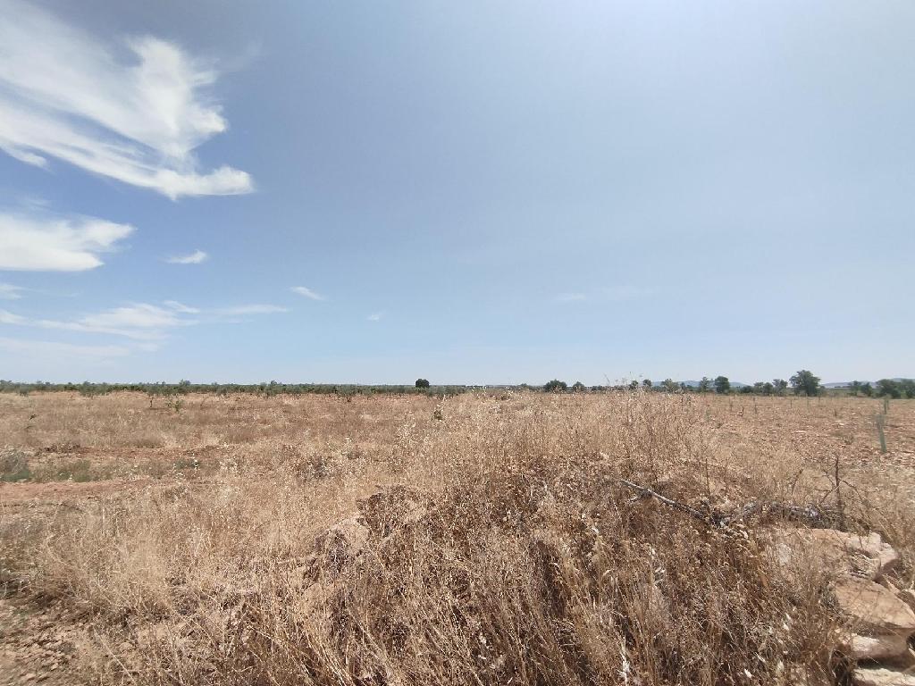 CAMINO POZO DE LOS CARNEROS. MEMBRILLA (Membrilla)