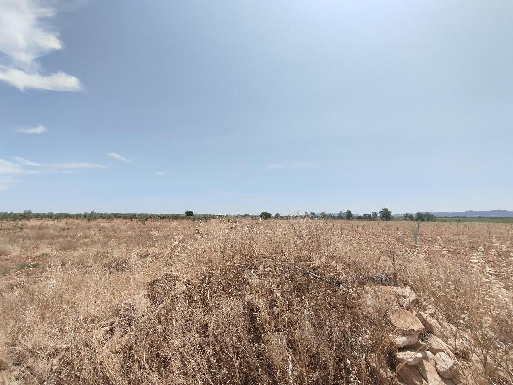 CAMINO POZO DE LOS CARNEROS. MEMBRILLA (Membrilla)