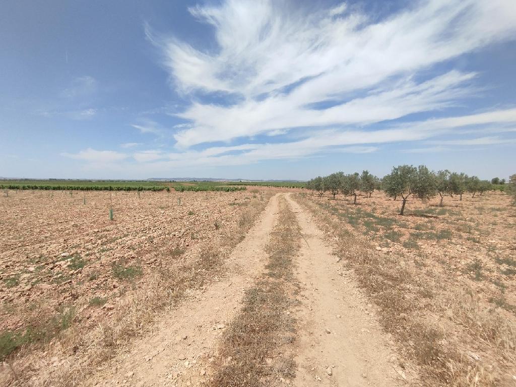 CAMINO POZO DE LOS CARNEROS. MEMBRILLA (Membrilla)