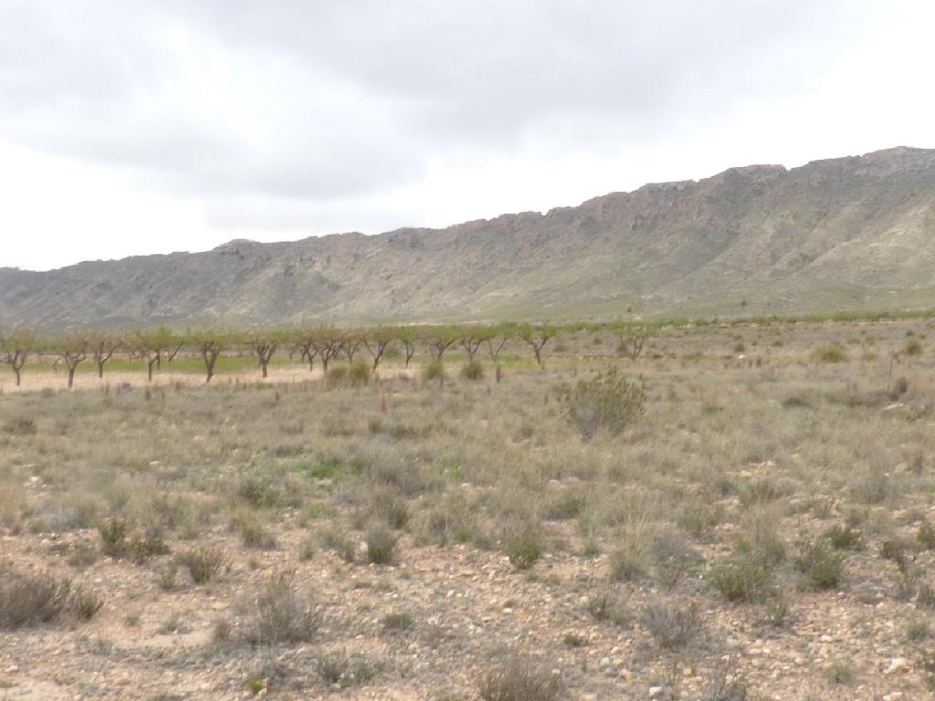 Jumilla