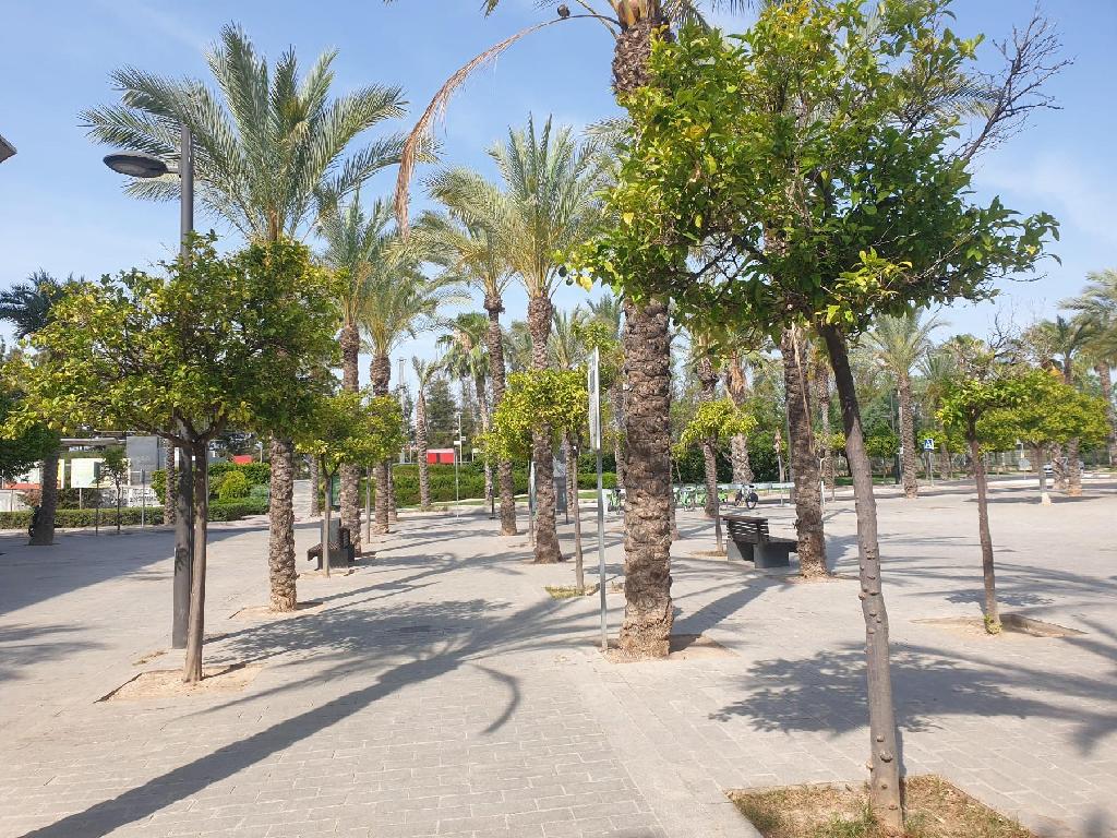 COLON  (San Vicente Raspeig)