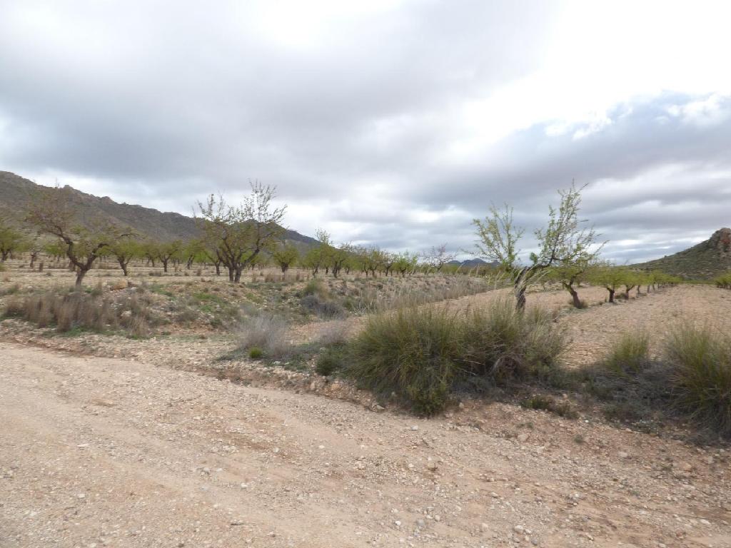 Jumilla