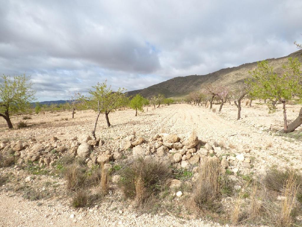 Jumilla
