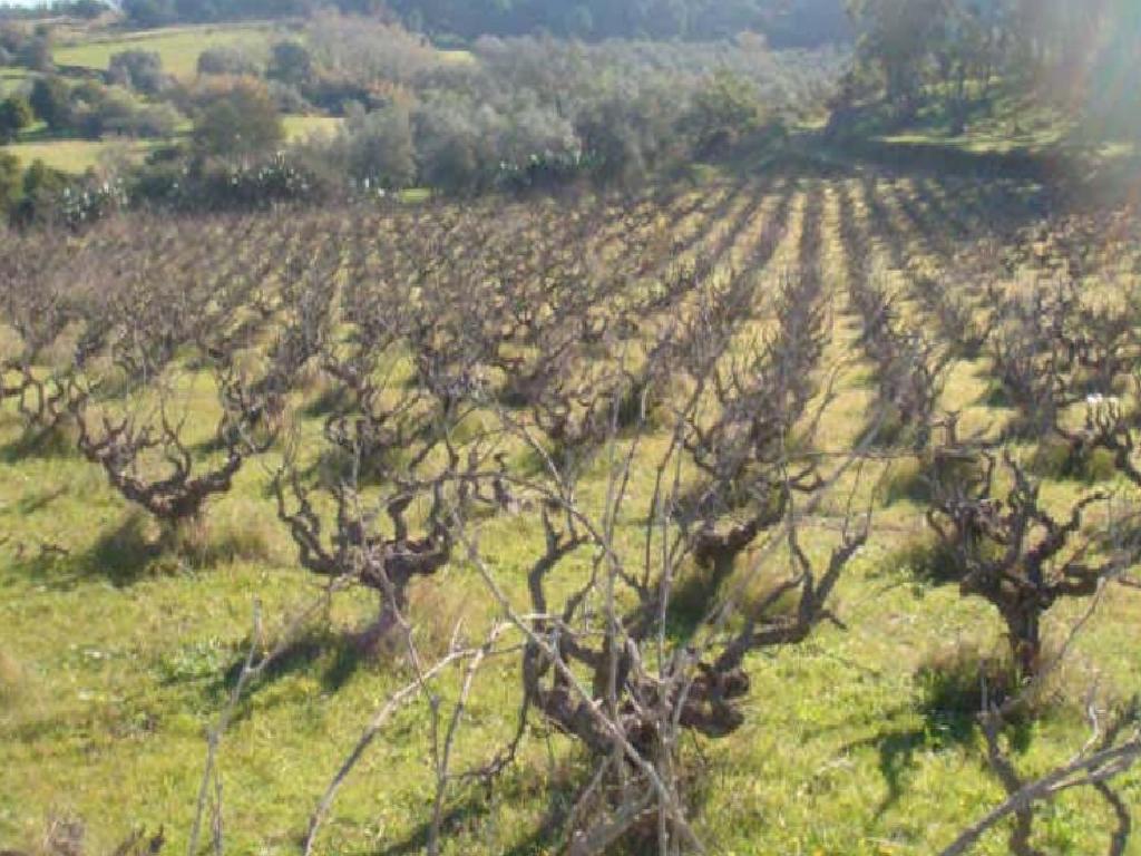 Villarrasa