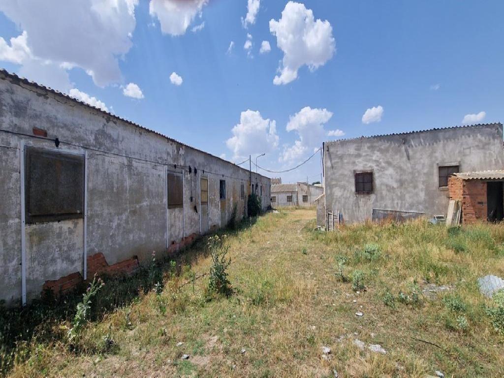 Escarabajosa De Cabezas