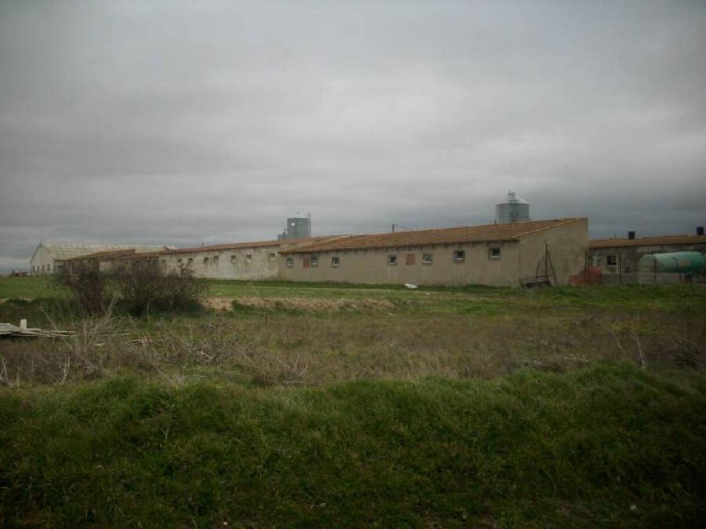 Escarabajosa De Cabezas