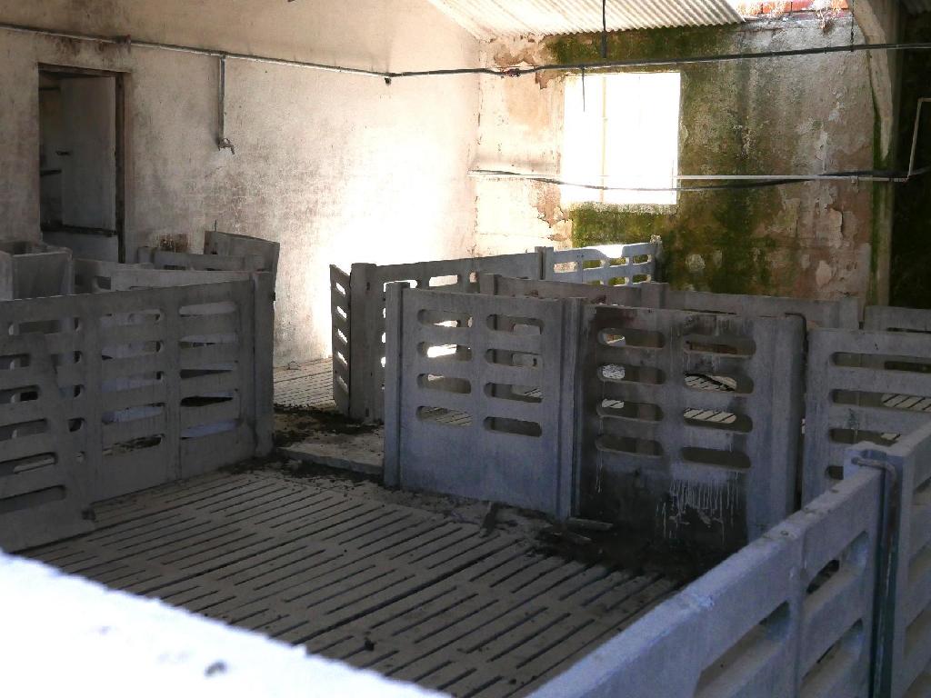 Escarabajosa De Cabezas