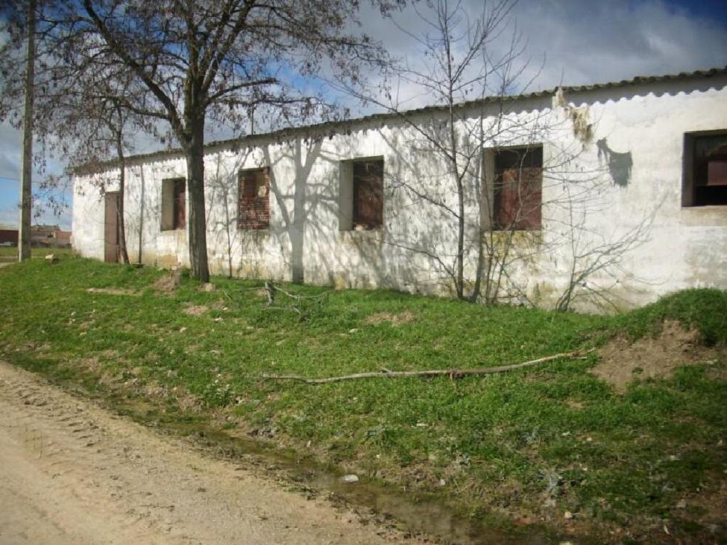 Escarabajosa De Cabezas