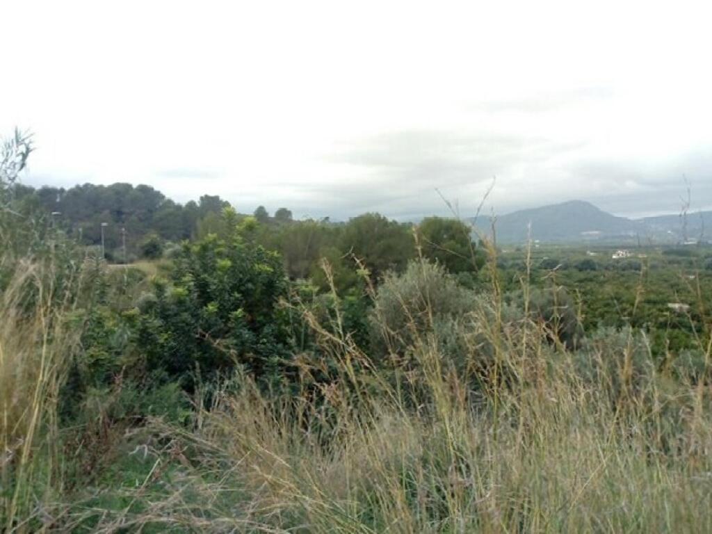 Oliva