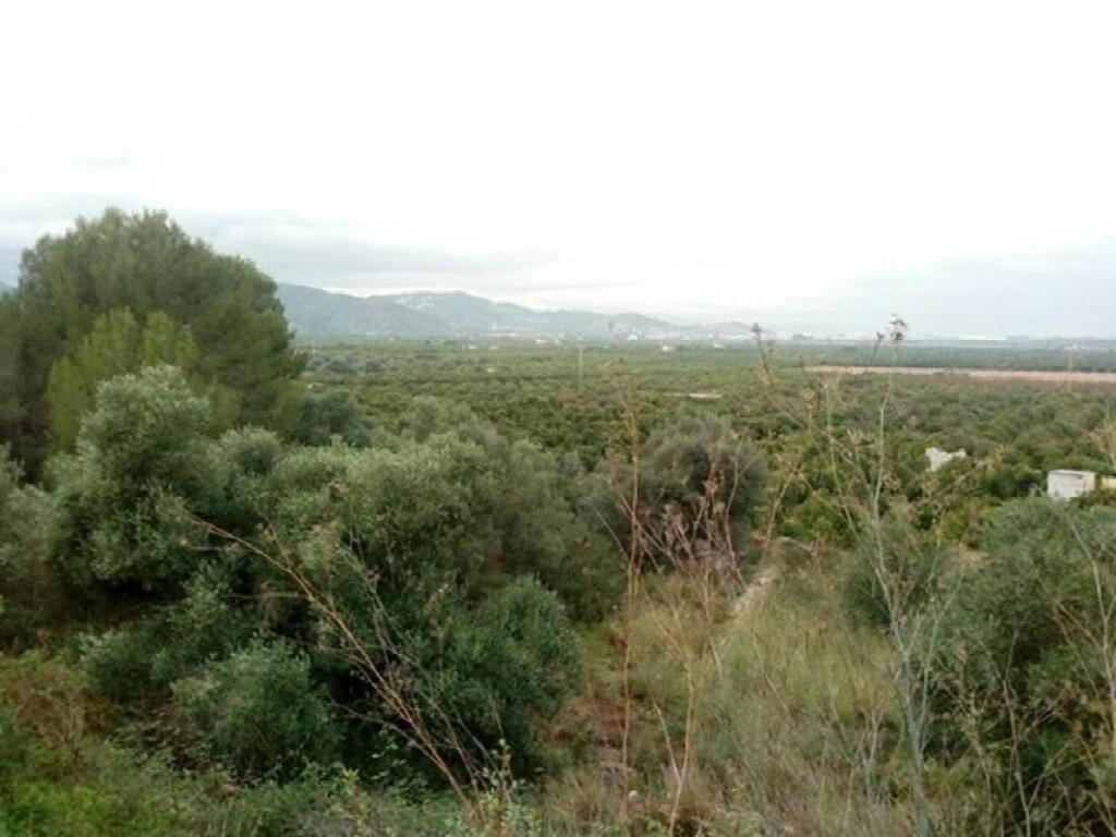 Oliva