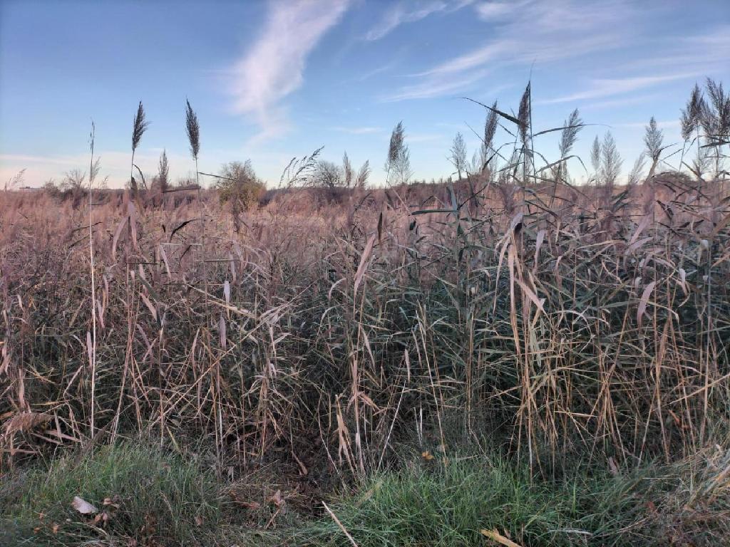 LA SENARA Pol&iacute;gono 504 Parcelas 27 (Villamuriel De Cerrato)